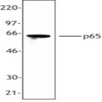 Purified anti-NF-kappaB p65