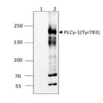 Purified anti-PLCgamma-1 Phosphorylated (Tyr783)