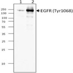 Purified anti-EGFR Phosphorylated (Tyr1068) 