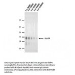 Apolipoprotein E4 Antibody [4E4]  