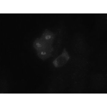 Bub1 Antibody [14H5] 