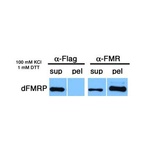 Drosophila FMR1 Antibody [6A15]