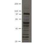 FGFR4 Antibody [19H3] 