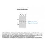 GST antibody [2H3-D10]