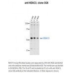 HDAC3 Antibody [3G6]