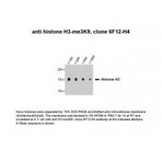 Histone H3  (tri methyl K9, di methyl K9) Antibody [6F12-H4]
