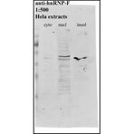 hnRNP F Antibody [3H4] 