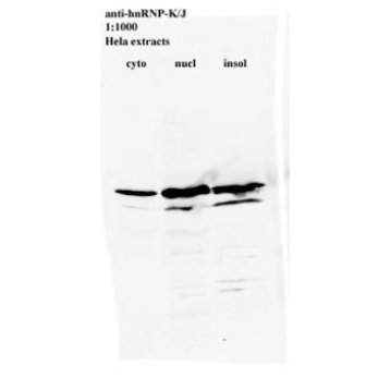 hnRNP K antibody [3C2] - ChIP Grade