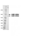 hnRNP Q Antibody [I8E4] 