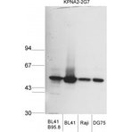 KPNA2 Antibody [2G7]