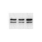 Lamin A + C antibody [JoL5] - Nuclear Envelope Marker