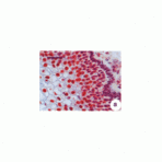 Lamin A Antibody [133A2] 