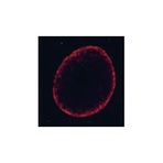 Lamin B1 + B2 antibody [X223] - Nuclear Envelope Marker
