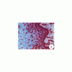 Lamin B2 antibody [LN43] - Nuclear Envelope Marker