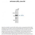 LAP2 alpha antibody [3A3]