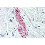 Nestin Antibody [2C1.3A11]- Neural Stem Cell Marker