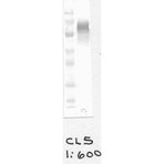 NOX2/gp91phox Antibody [CL5]