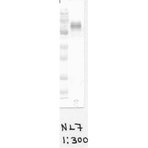 NOX2/gp91phox Antibody [NL7]