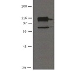 OB Cadherin antibody [16G5]  