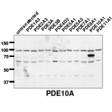 PDE10A Antibody