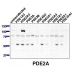 PDE2A Antibody