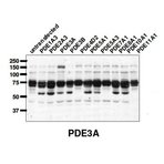PDE3A Antibody
