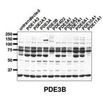 PDE3B Antibody