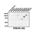PDE4D Antibody