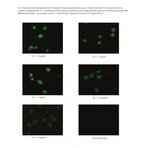 Podoplanin/gp36 Antibody [8.1.1] 