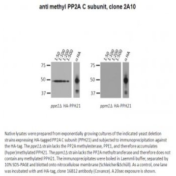 PP2A alpha (methyl L309) antibody [2A10]