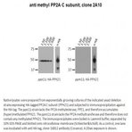 PP2A alpha (methyl L309) antibody [2A10]