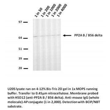 PP2A BA'/B56 delta Antibody [H5D12]