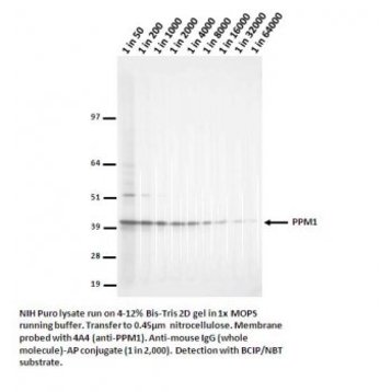 PPM1 (PP2A Methyltransferase) Antibody [4A4]