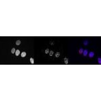 RNA polymerase II CTD repeat YSPTSPS (phospho S5) Antibody [8A7]