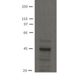 SLC9A3R2 Antibody [32B6]
