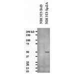 Spi2A Antibody [MoFo29.2] 