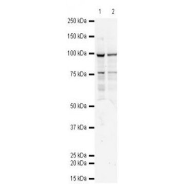 TAP1 Antibody [53H8] 