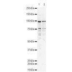 TAP1 Antibody [53H8] 