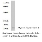 Myosin light chain 2 pAb 