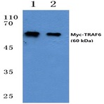 Myc-tag (5D10) mAb