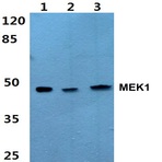 MEK1 (Ser298) pAb
