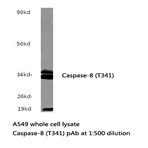 Caspase-8 (T341) pAb