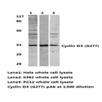 Cyclin D3 (G277) pAb