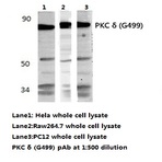 PKC (delta) (G499) pAb