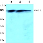 PKC 0 (G532) pAb