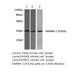 DNAM-1 (Y325) pAb