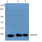 MYLPF (D23) pAb