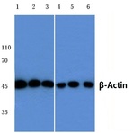 (beta)-Actin (D8) pAb