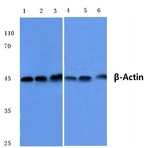 (beta)-Actin (I102) pAb