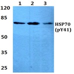p-HSP70 (Y41) pAb